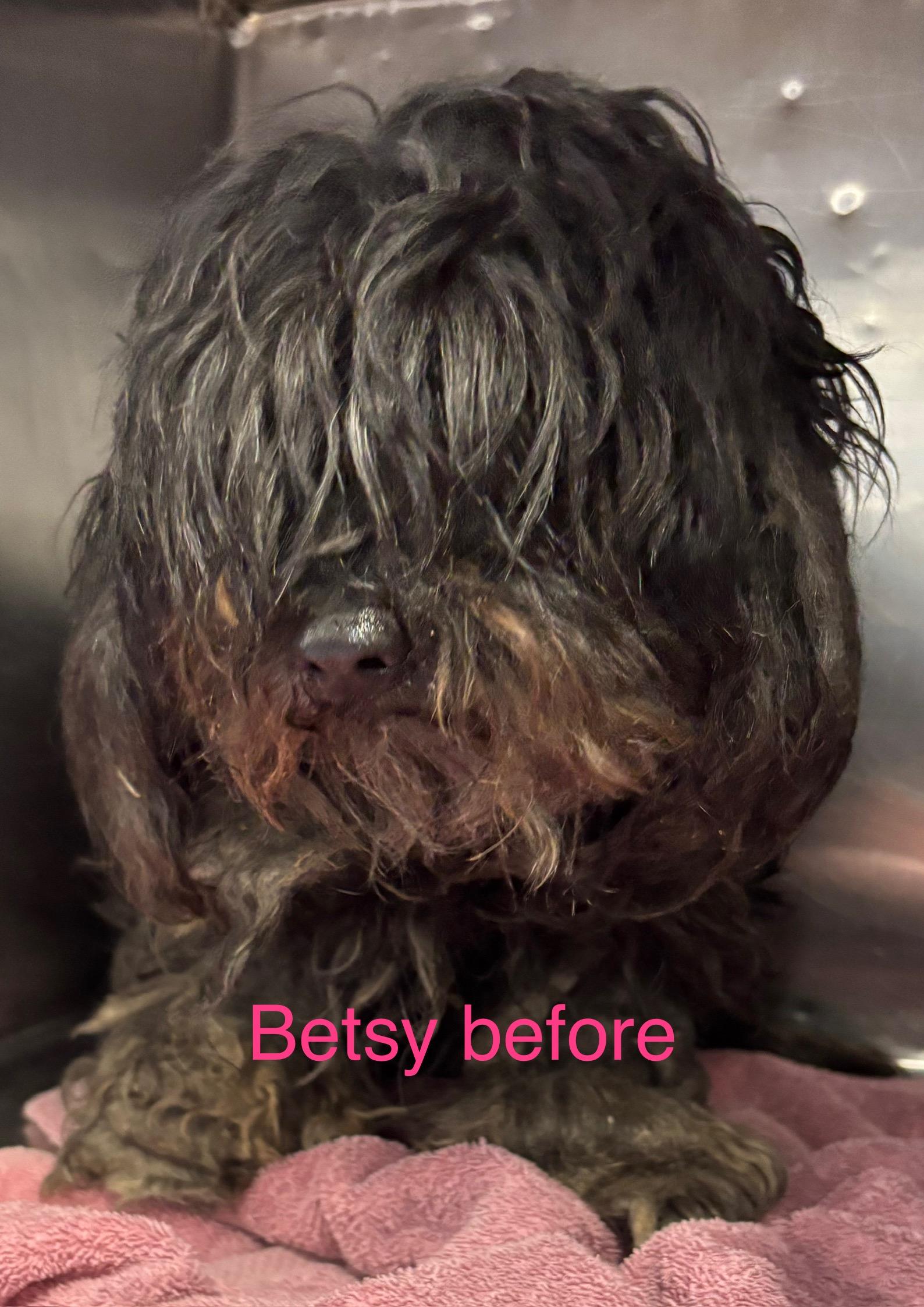 Betsy, a Adoptable mixed breed image 2/2