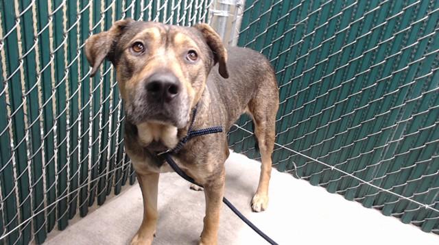 Enlarge BRUNO, a Adoptable Pit Bull Terrier in Downey, CA image 1/1