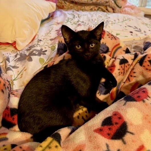 Enlarge Goldie, Rascal, and Bear, a Adoptable Domestic Short Hair in Grass Valley, CA image 4/4