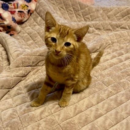 Enlarge Goldie, Rascal, and Bear, a Adoptable Domestic Short Hair in Grass Valley, CA image 3/4