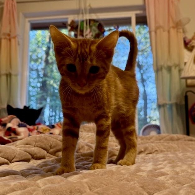 Enlarge Goldie, Rascal, and Bear, a Adoptable Domestic Short Hair in Grass Valley, CA image 2/4