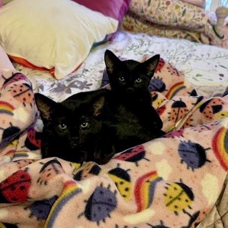 Goldie, Rascal, and Bear, Adoptable, Kitten Male Domestic Short Hair.