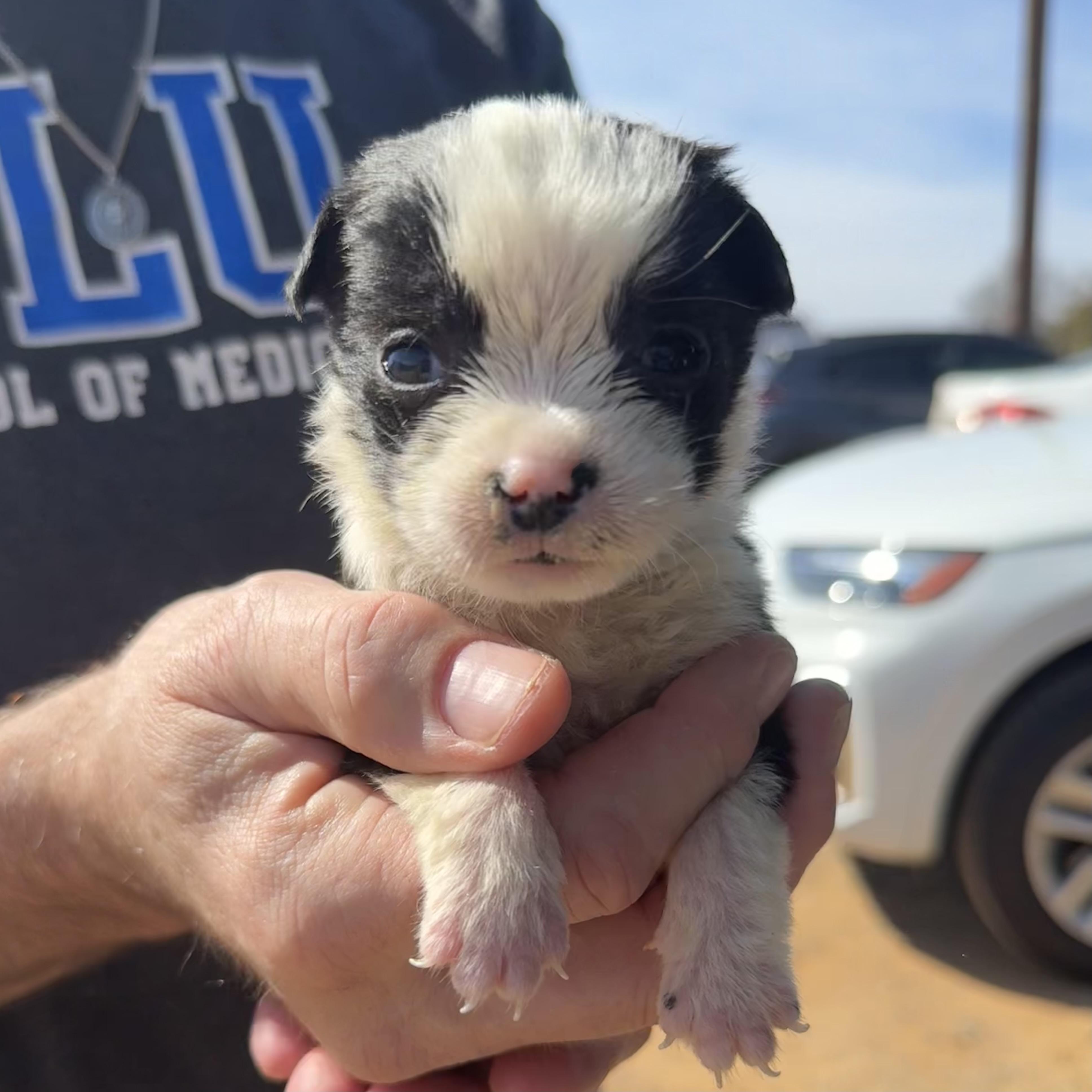 Beanie Babies — thumbnail 2