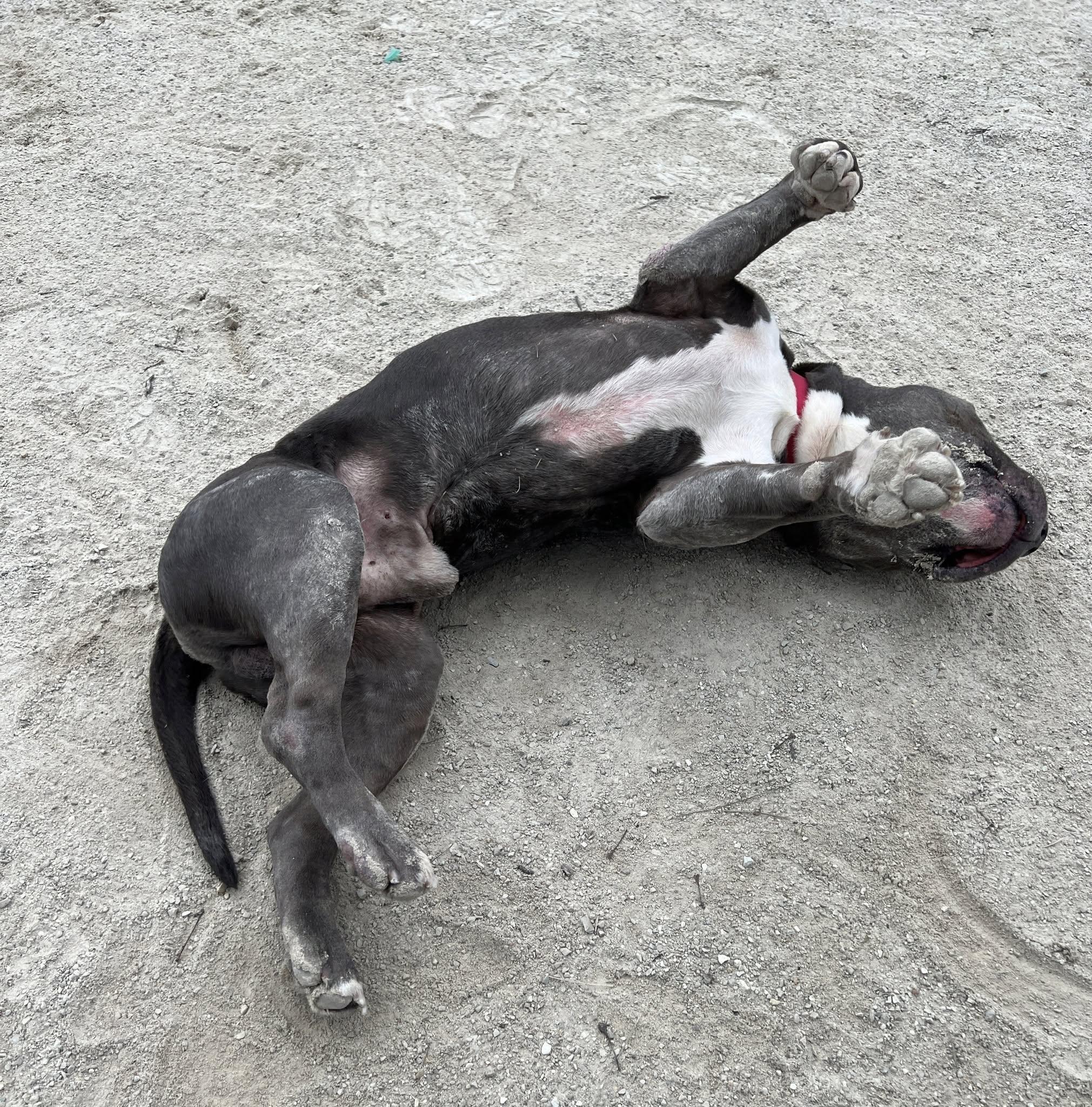 Daryl, a Adopted American Staffordshire Terrier in Wheaton, IL image 1/6