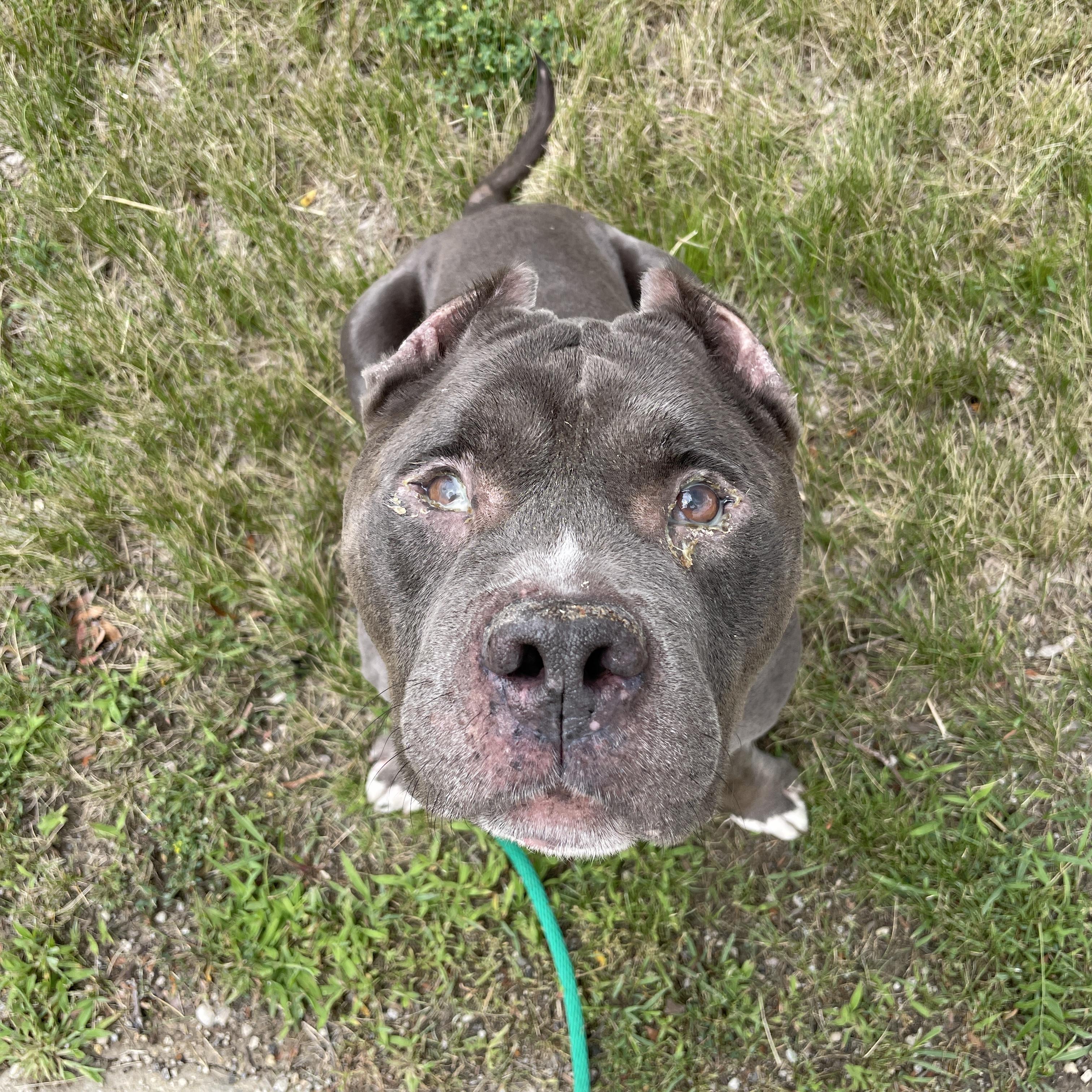 Daryl, a Adopted American Staffordshire Terrier in Wheaton, IL image 3/6