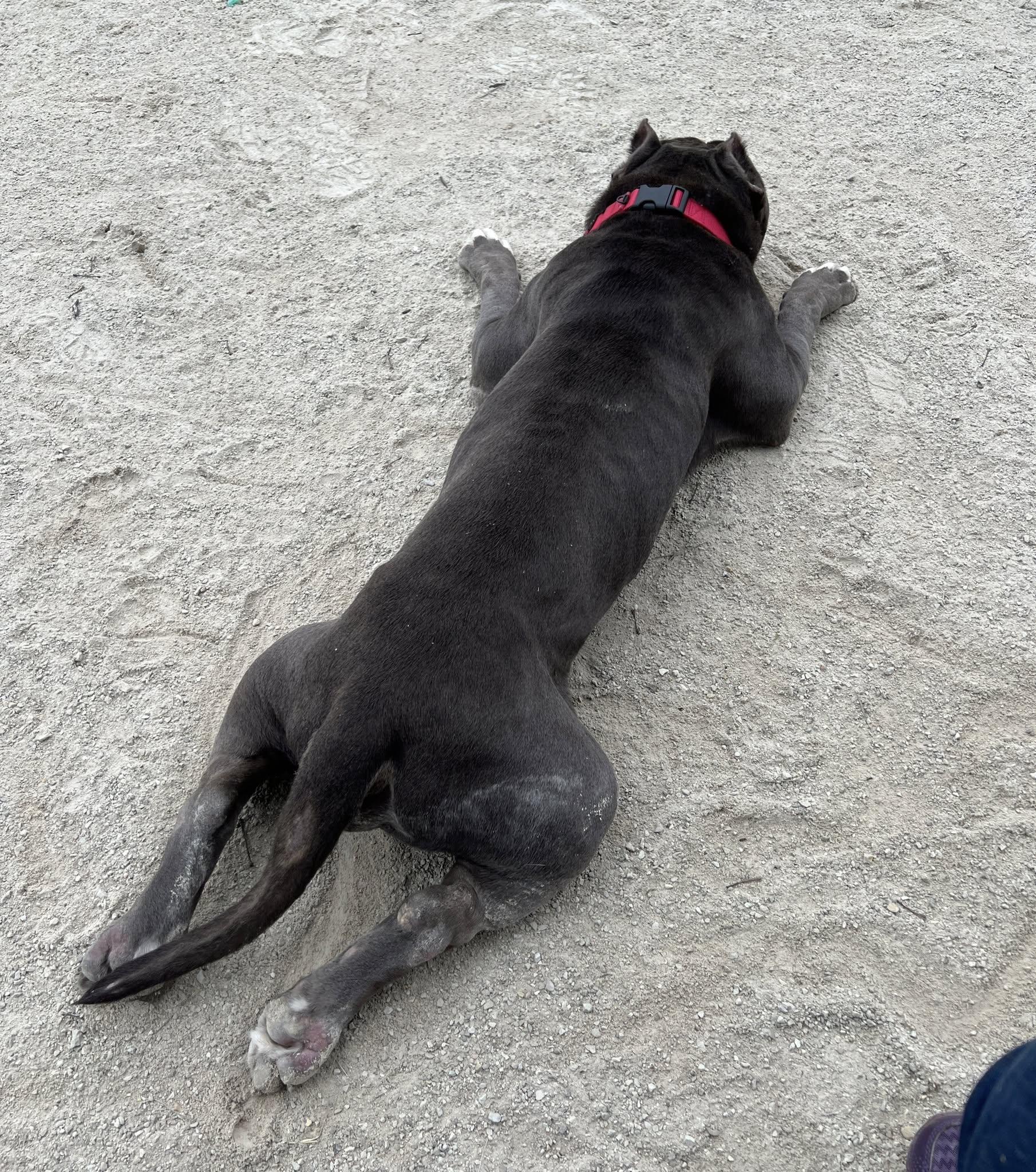 Daryl, a Adopted American Staffordshire Terrier in Wheaton, IL image 5/6