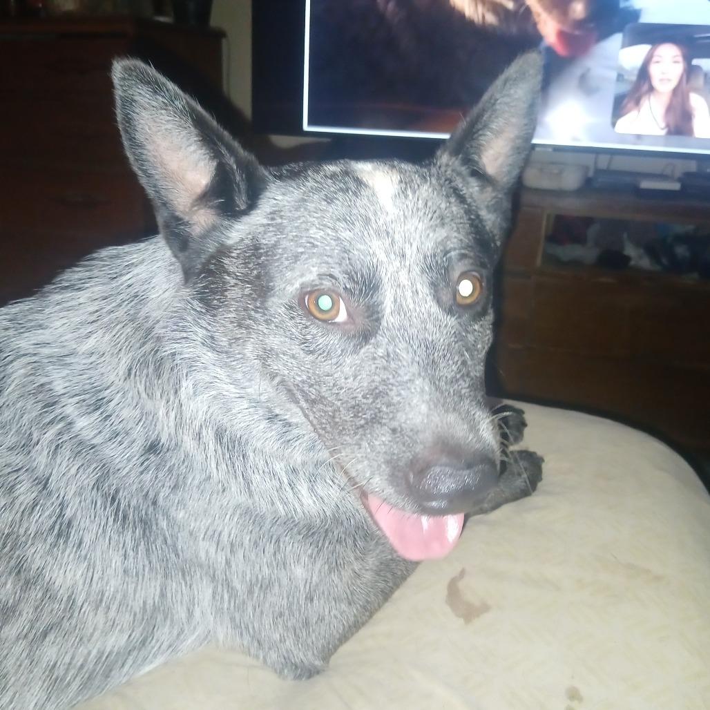 Rocket, a Adoptable Australian Cattle Dog / Blue Heeler in Lynchburg, VA image 1/5