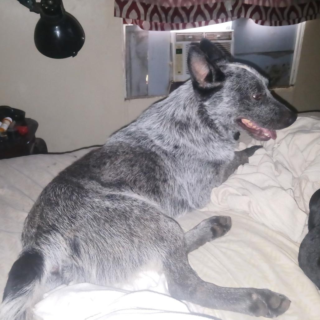 Rocket, a Adoptable Australian Cattle Dog / Blue Heeler in Lynchburg, VA image 2/5