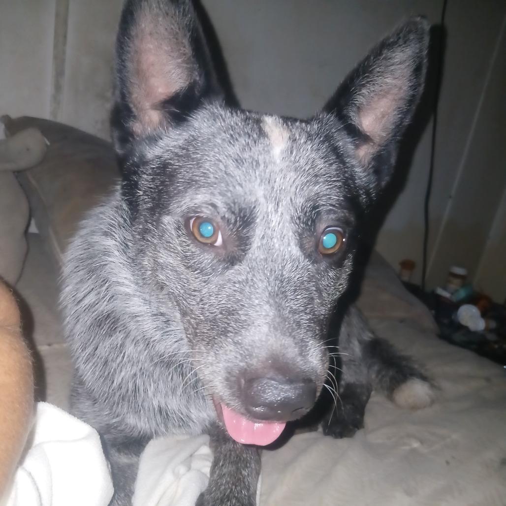 Rocket, a Adoptable Australian Cattle Dog / Blue Heeler in Lynchburg, VA image 3/5