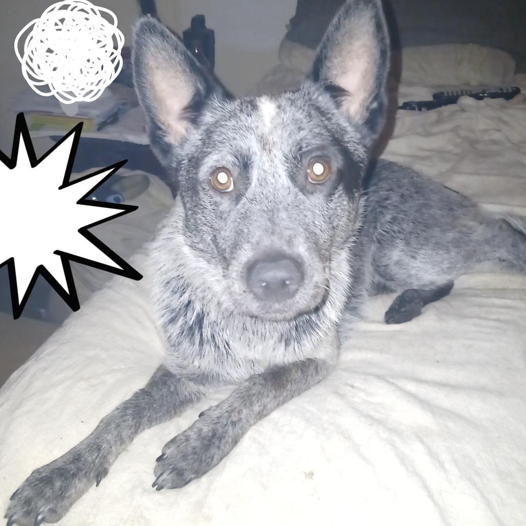 Rocket, a Adoptable Australian Cattle Dog / Blue Heeler in Lynchburg, VA image 4/5