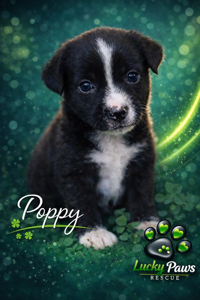 Spring Litter:  Poppy, Adoptable, Puppy Female Shepherd & Terrier.