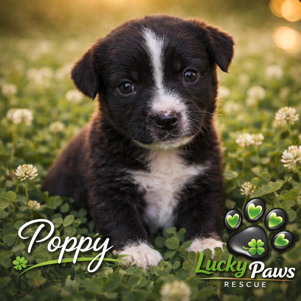 Enlarge Spring Litter:  Poppy, a Adoptable mixed breed in Sumter, SC image 2/6