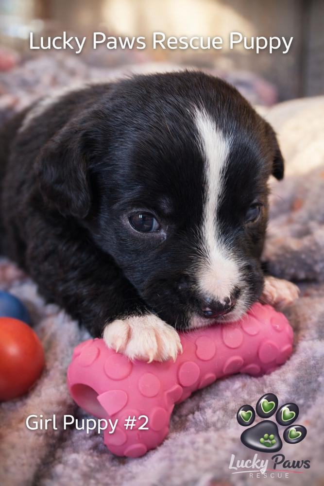 Enlarge Spring Litter:  Poppy, a Adoptable mixed breed in Sumter, SC image 3/6