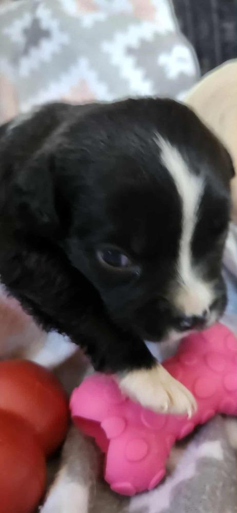 Enlarge Spring Litter:  Poppy, a Adoptable mixed breed in Sumter, SC image 6/6