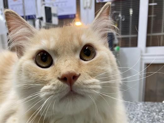 Max – so sweet and cuddly