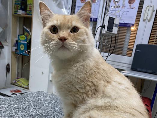 Max – so sweet and cuddly, Adoptable, Young Male Persian.