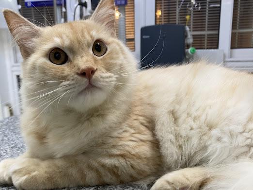 Max – so sweet and cuddly