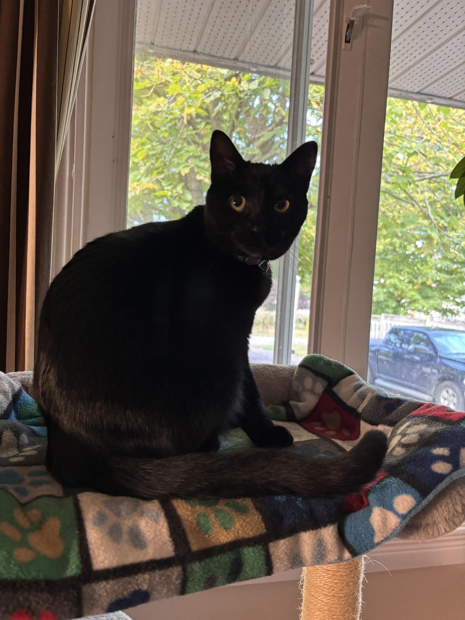 Sky, a Adoptable Domestic Short Hair in Orleans, ON image 1/3