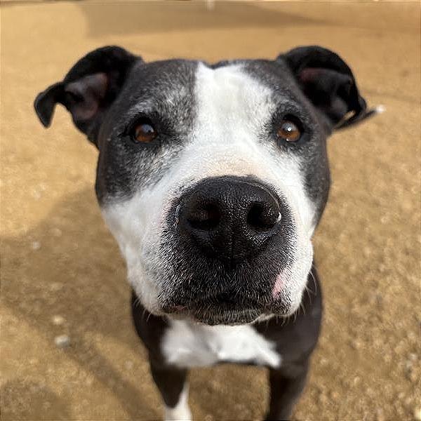 Enlarge Bonnie, a Adoptable Mixed Breed in Bentonville, AR image 2/6