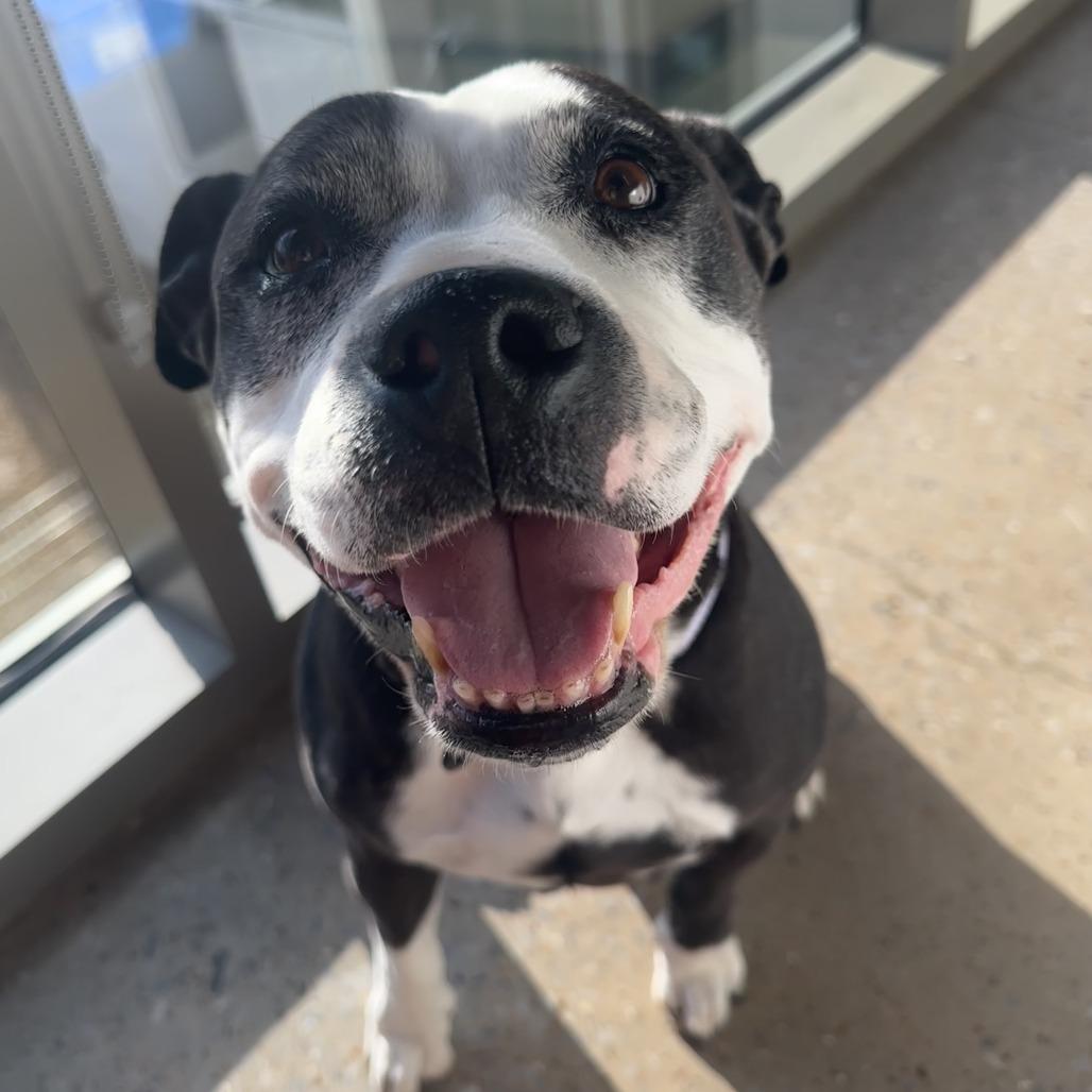 Enlarge Bonnie, a Adoptable Mixed Breed in Bentonville, AR image 4/6