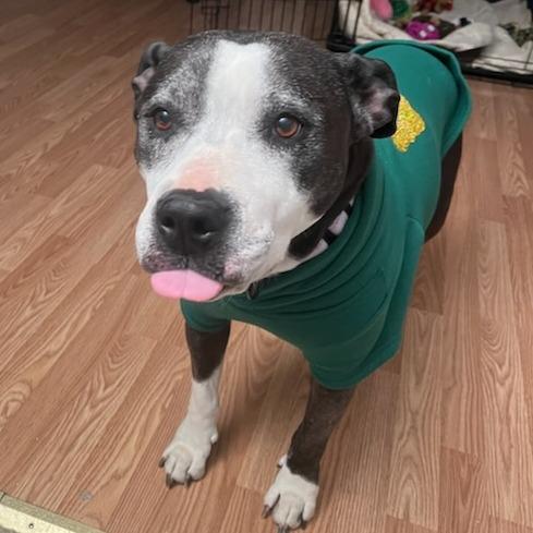 Enlarge Bonnie, a Adoptable Mixed Breed in Bentonville, AR image 5/6