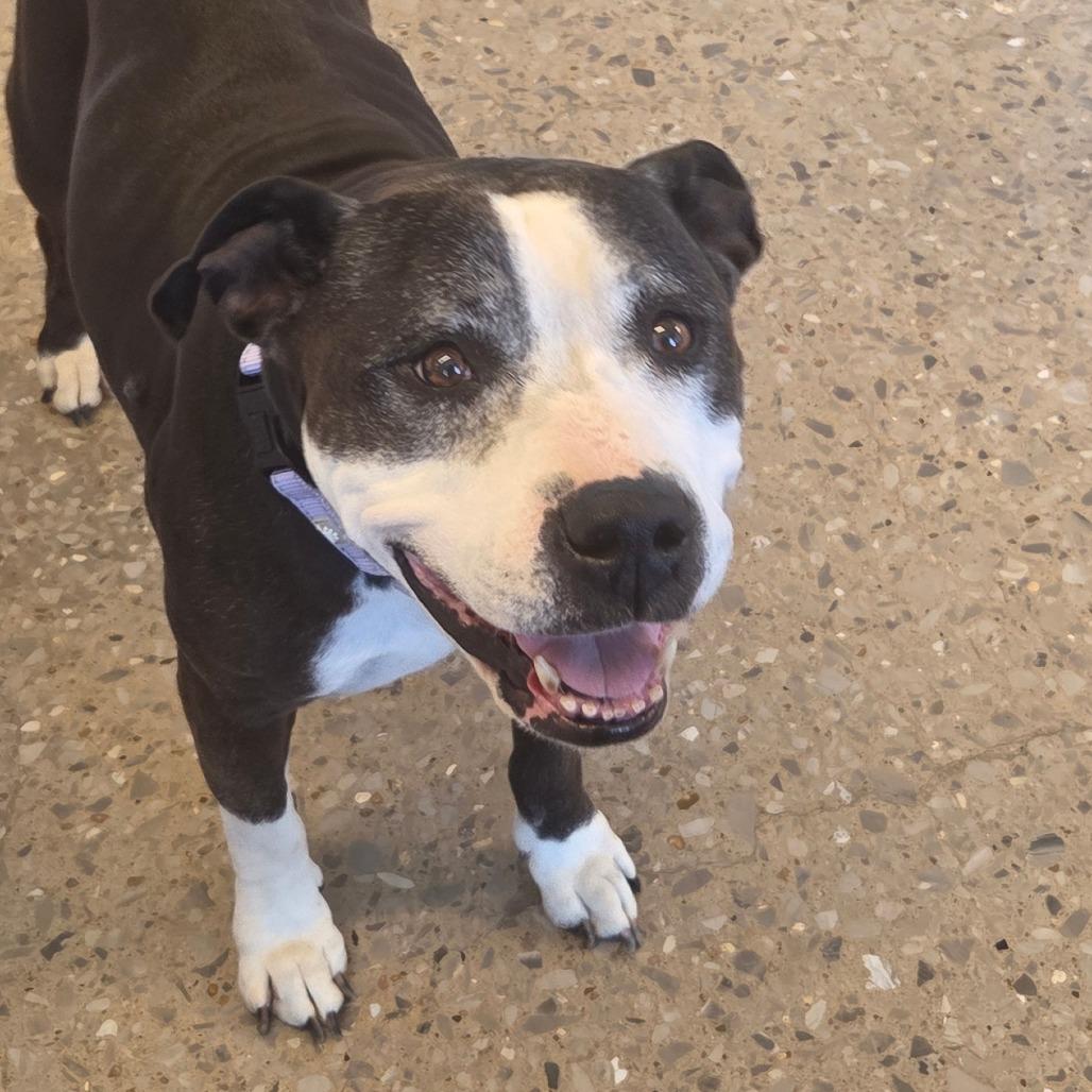 Enlarge Bonnie, a Adoptable Mixed Breed in Bentonville, AR image 6/6