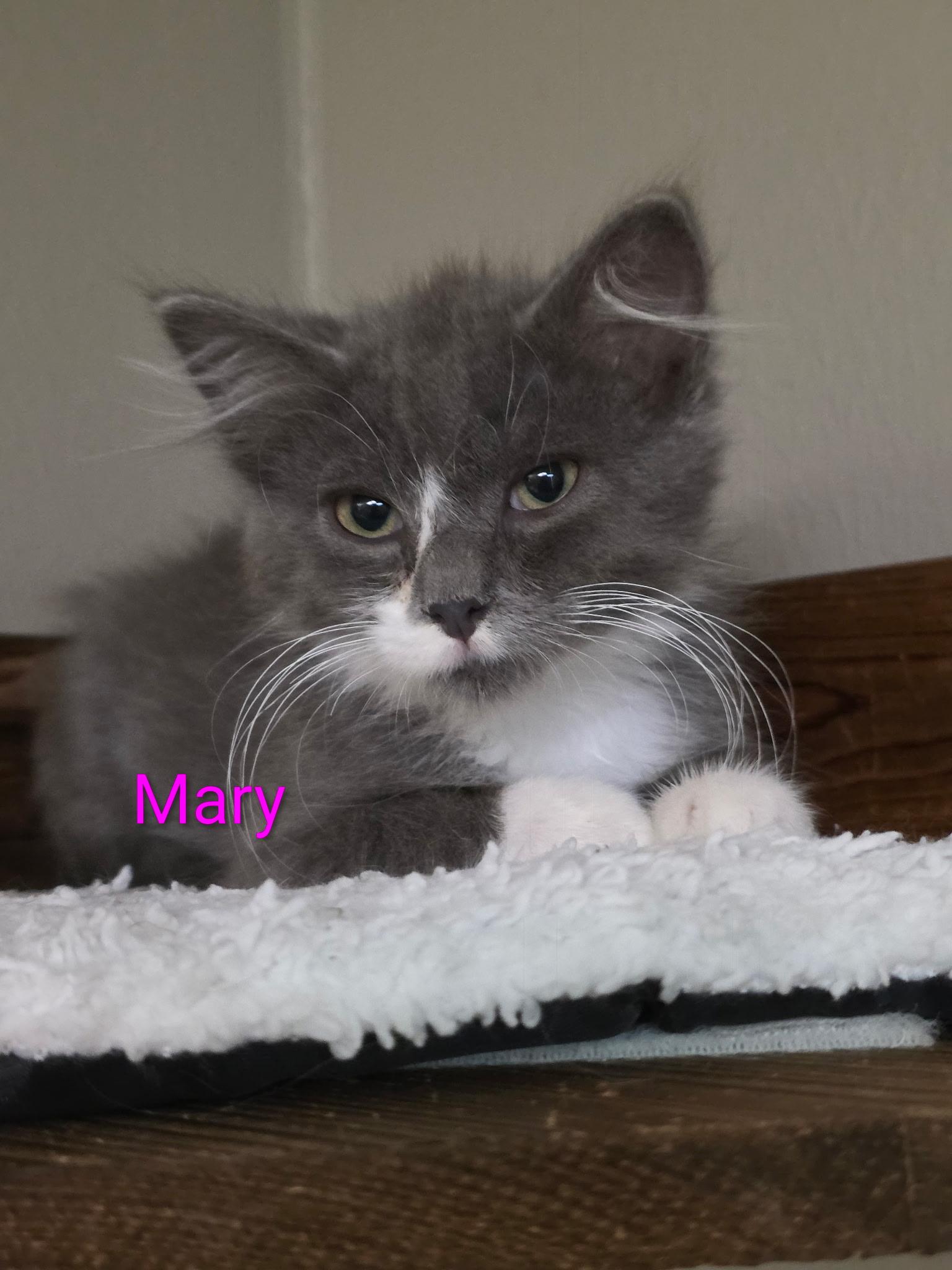 Enlarge Mary, a Adopted Domestic Short Hair in Faribault, MN image 1/1
