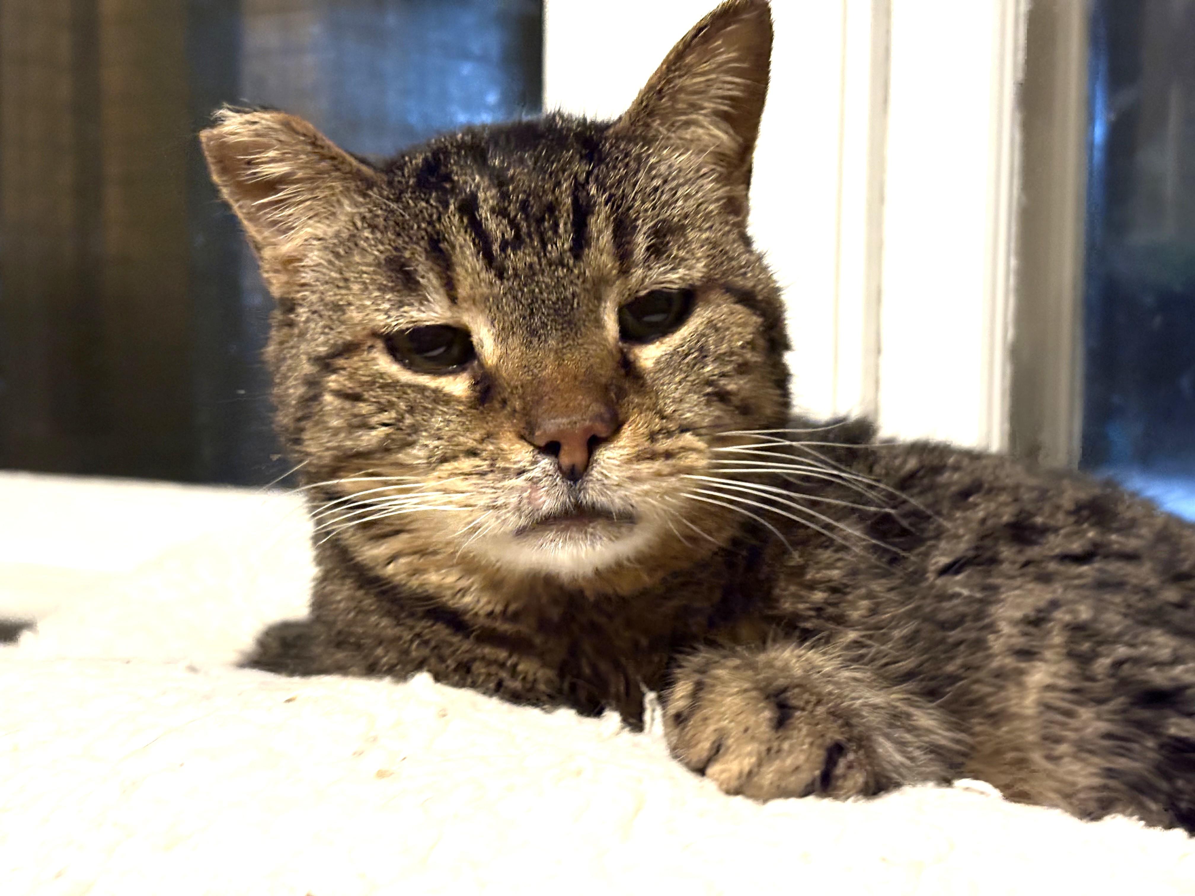 Enlarge Teresa, an adoptable Tabby in Columbus, OH image 5/6
