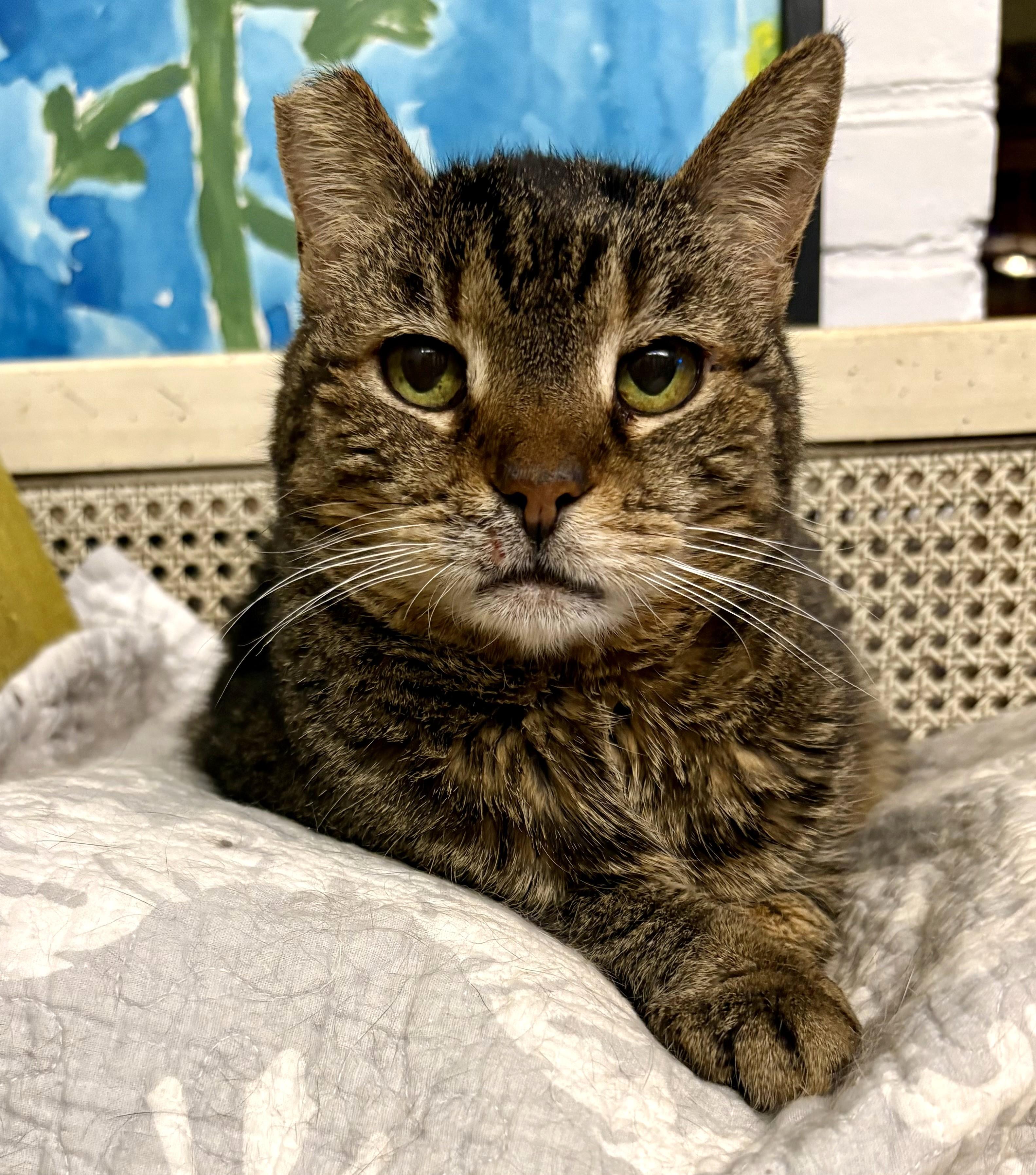 Enlarge Teresa, an adoptable Tabby in Columbus, OH image 1/6