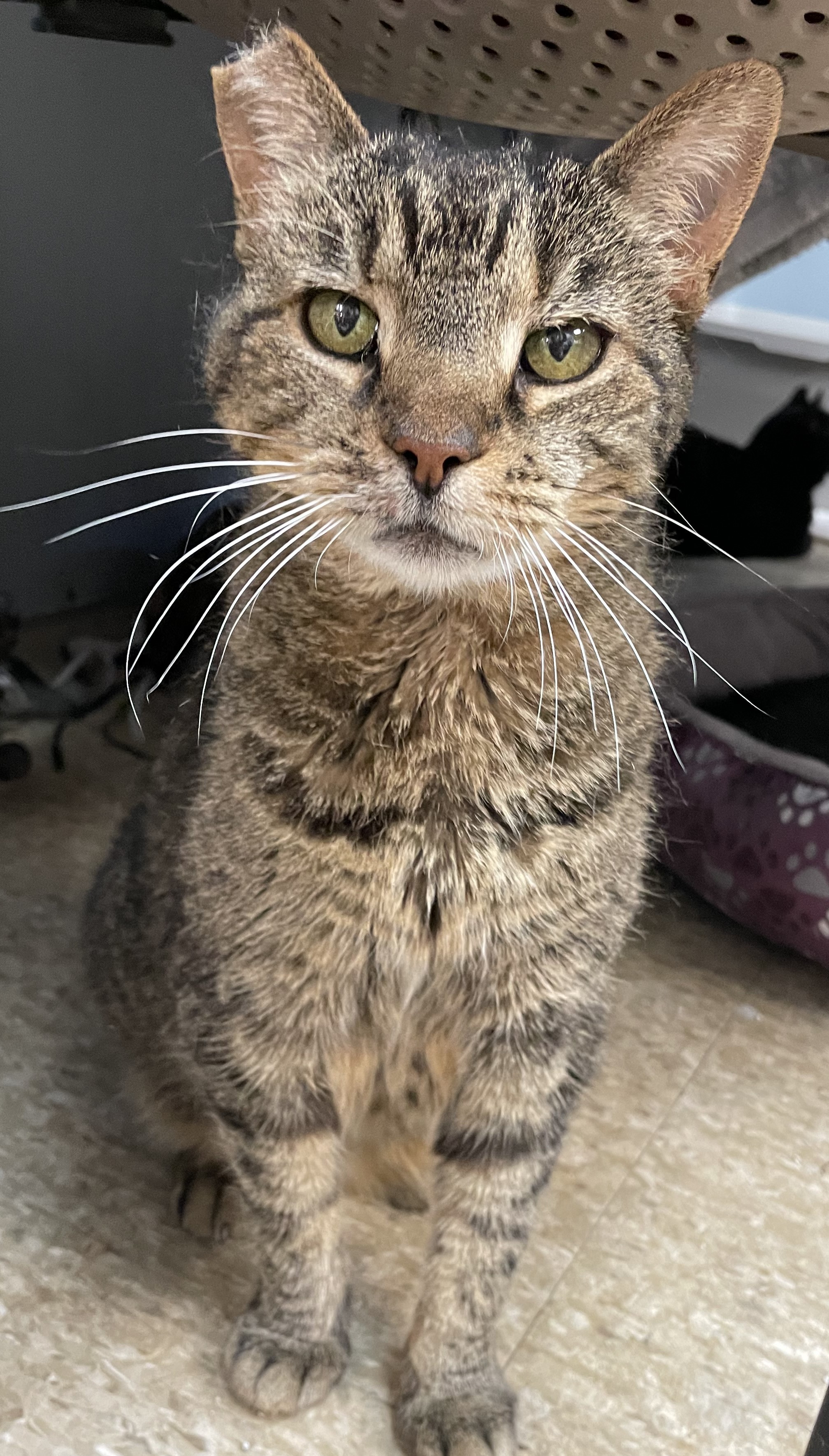 Teresa, a Adoptable Tabby in Columbus, OH image 1/4