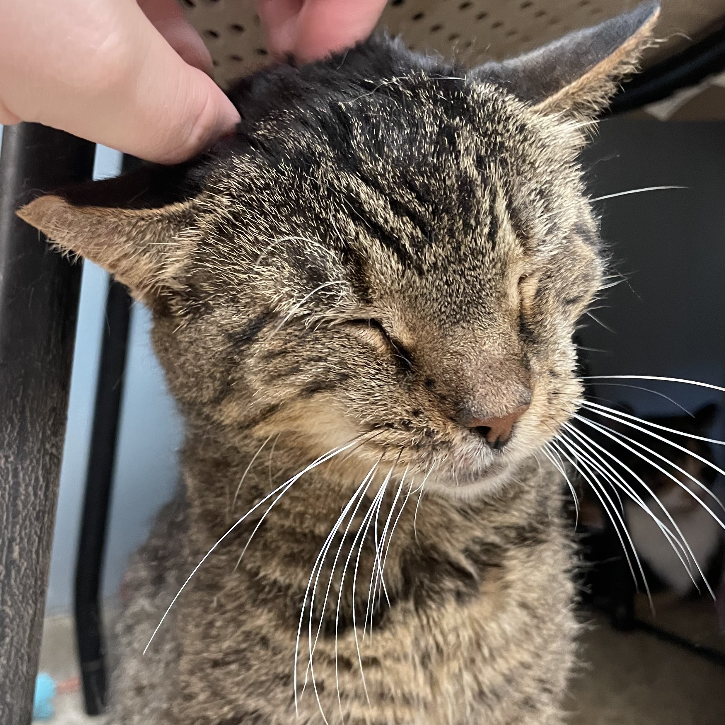 Enlarge Teresa, an adoptable Tabby in Columbus, OH image 3/6