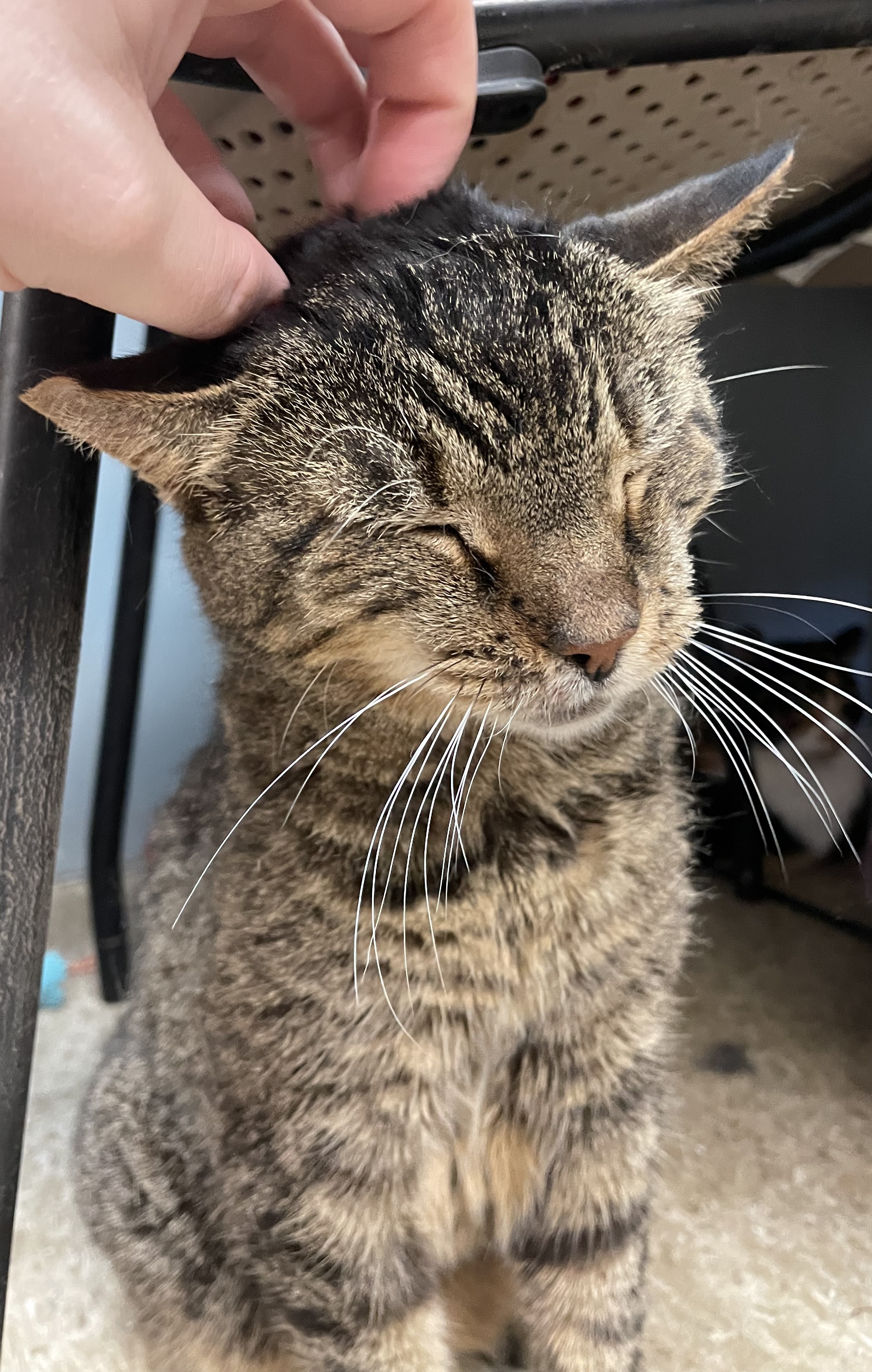 Teresa, a Adoptable Tabby in Columbus, OH image 2/4