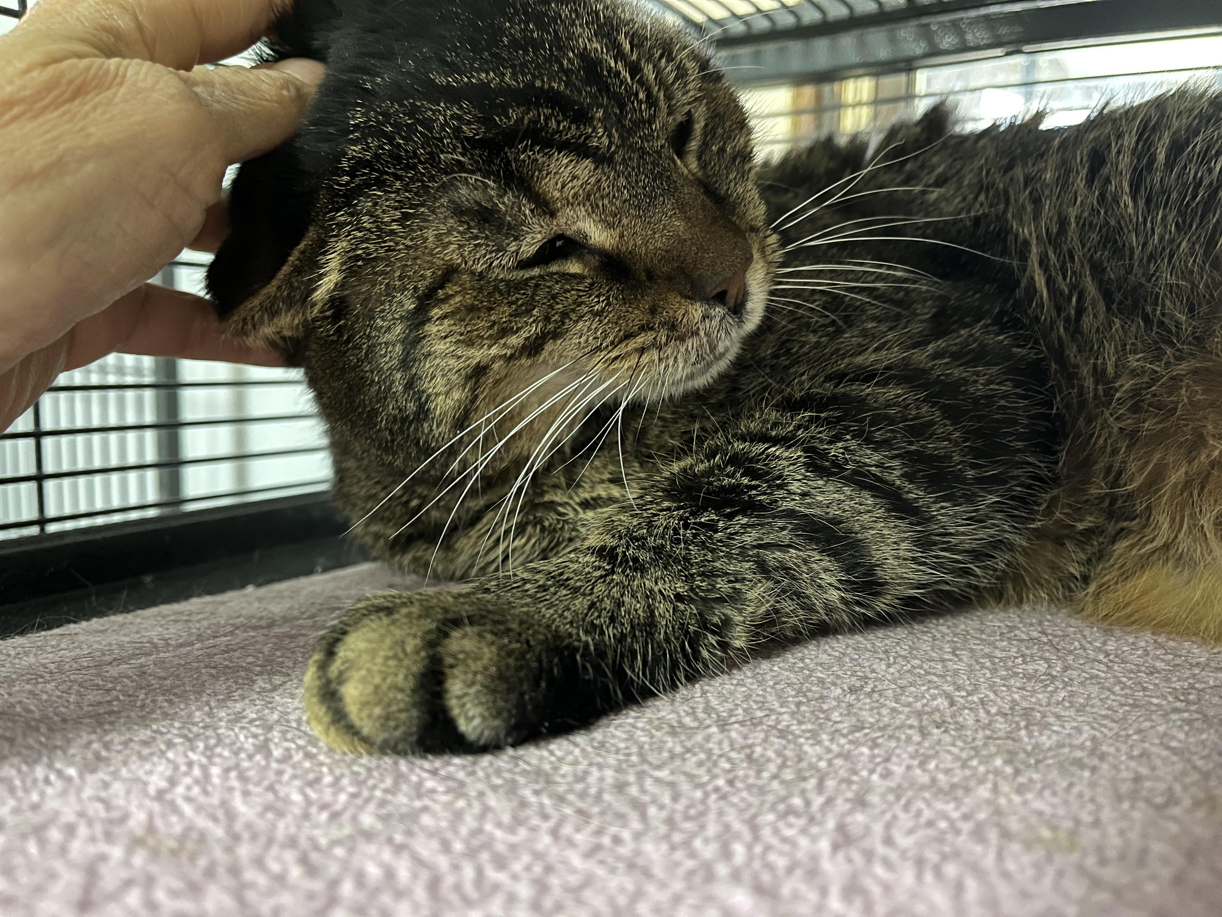 Teresa, a Adoptable Tabby in Columbus, OH image 3/4