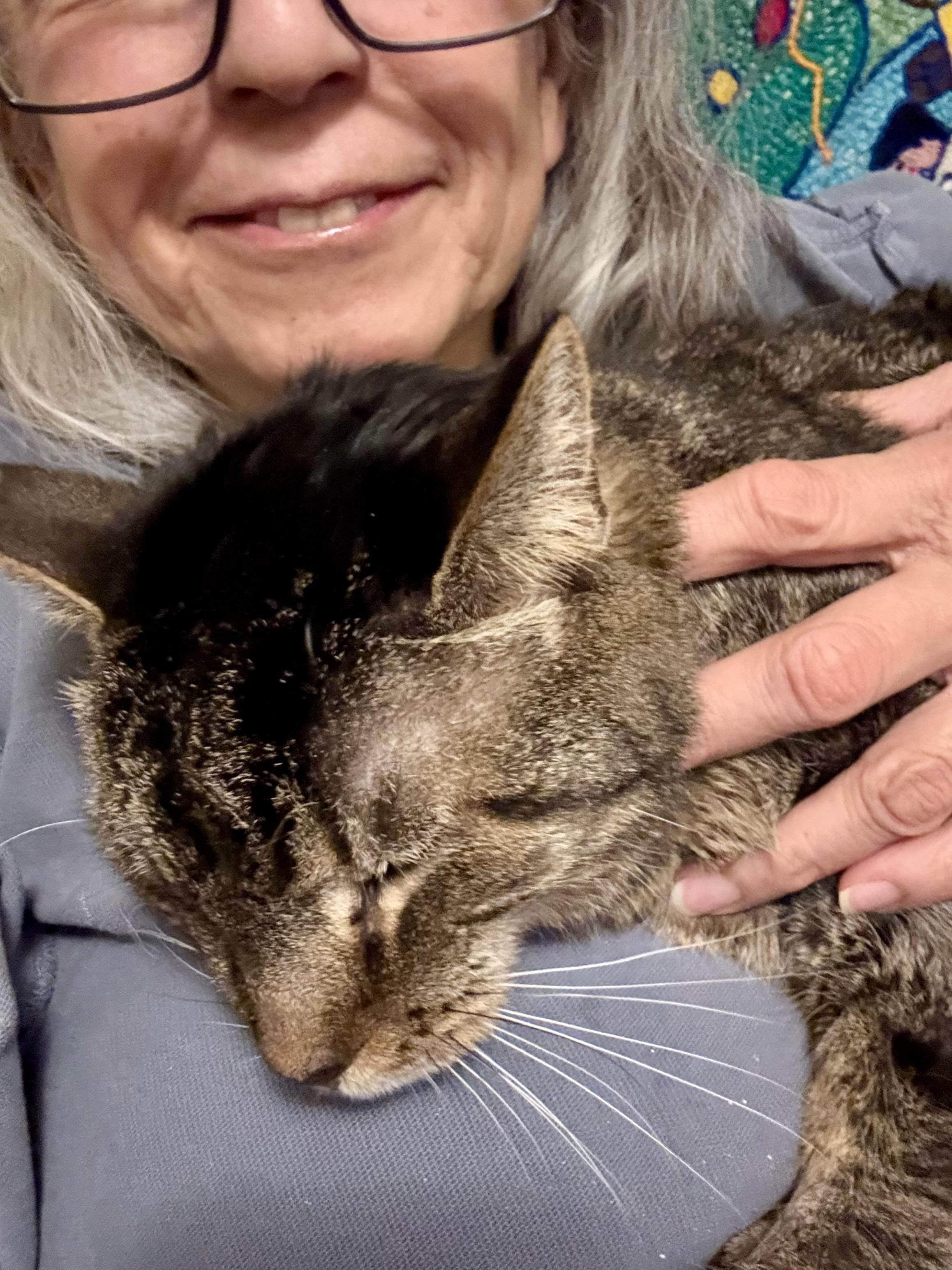 Enlarge Teresa, an adoptable Tabby in Columbus, OH image 6/6