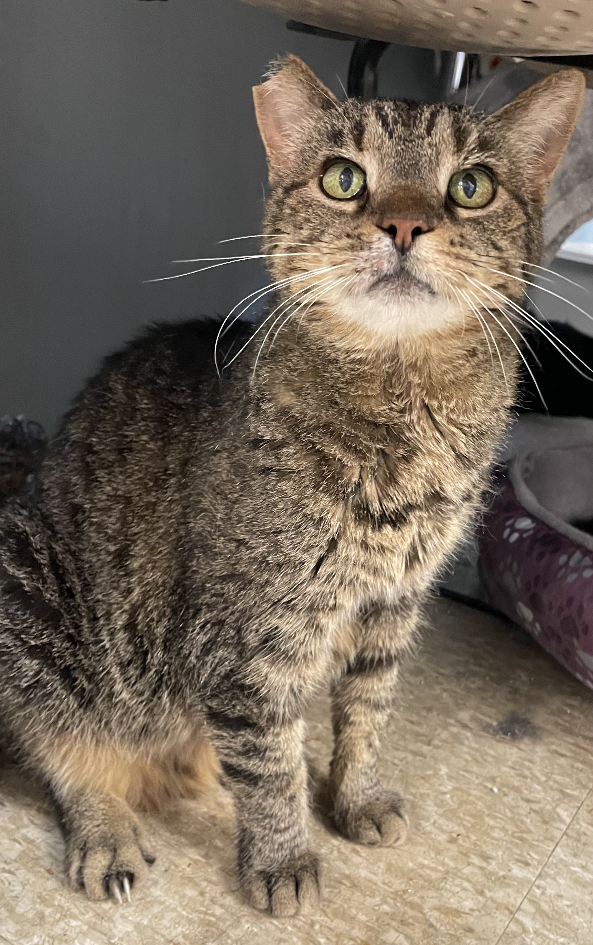 Teresa, a Adoptable Tabby in Columbus, OH image 4/4