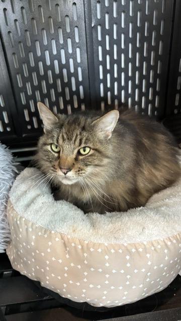 Enlarge Manny, a Adoptable Domestic Long Hair in Bonners Ferry, ID image 1/1