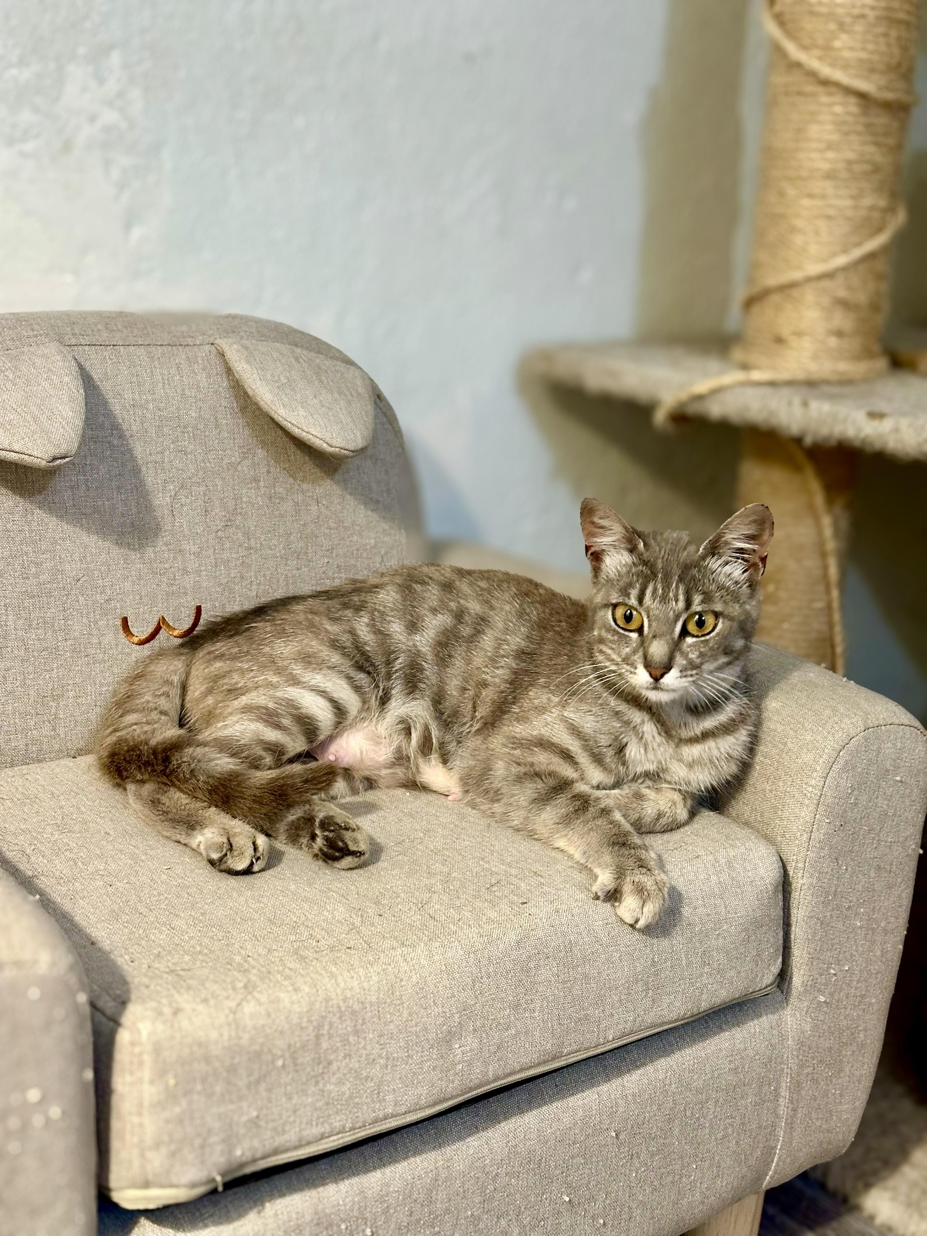 Freya, a Adoptable mixed breed in Vallejo, CA image 2/5