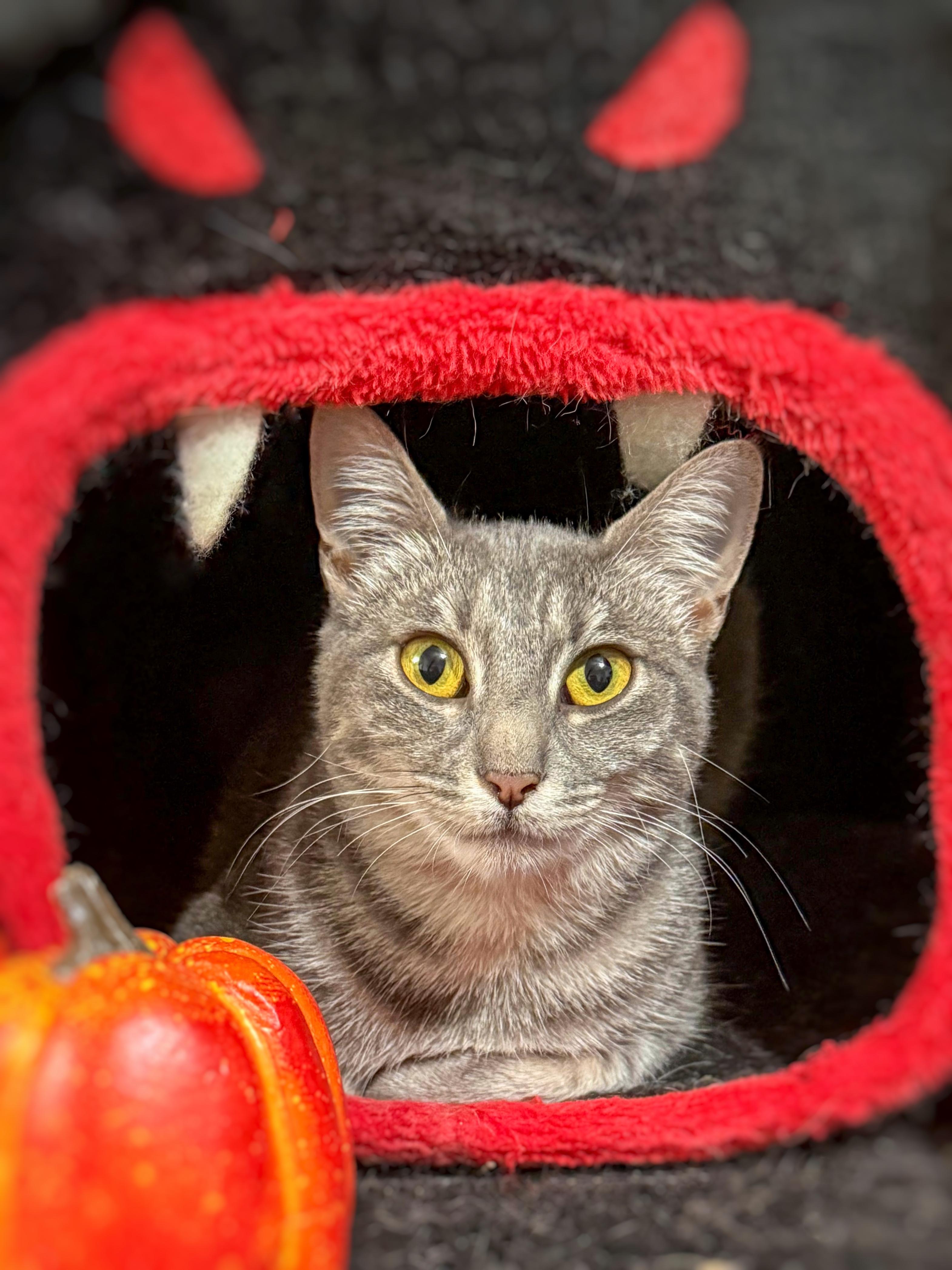 Enlarge Freya, a Adoptable mixed breed in Vallejo, CA image 5/6