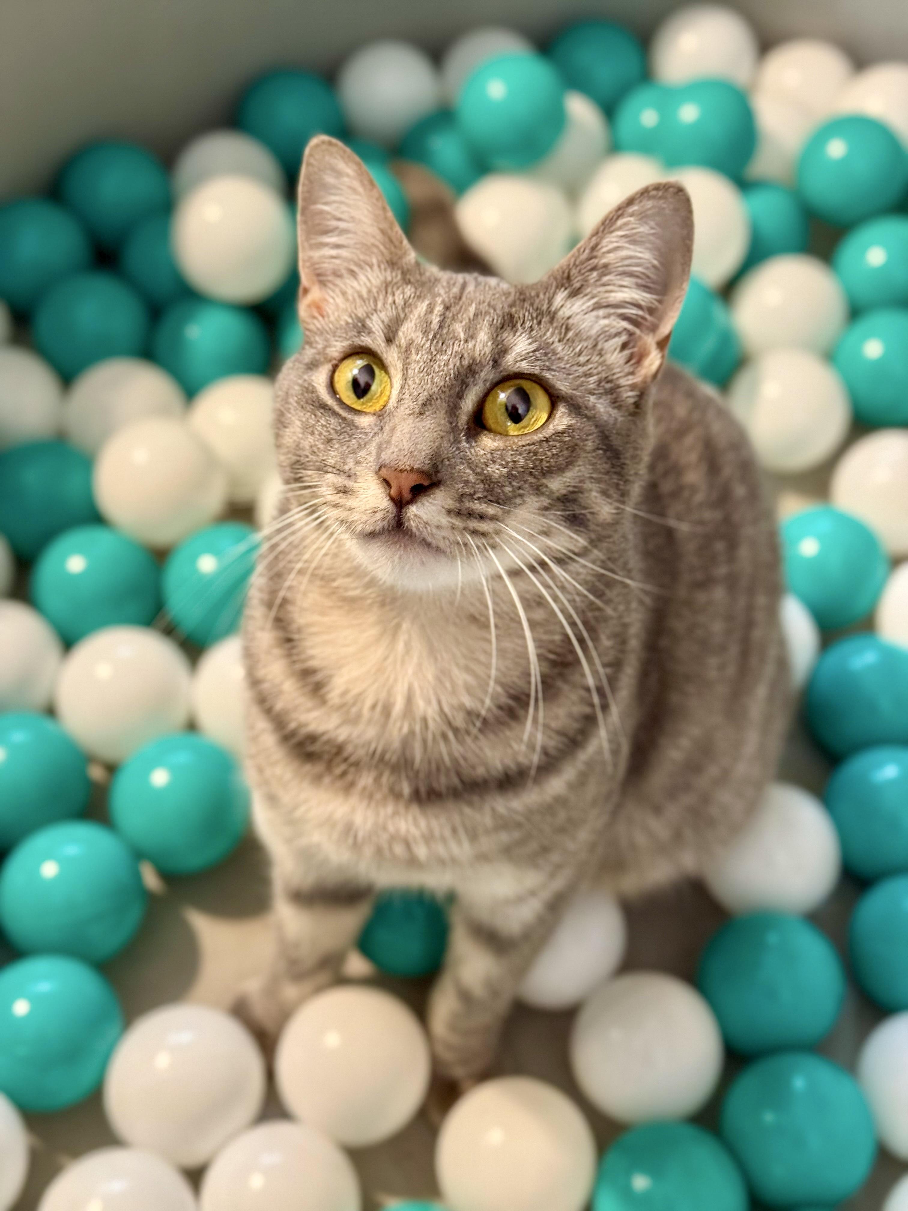 Freya, Adoptable, Adult Female Domestic Short Hair.