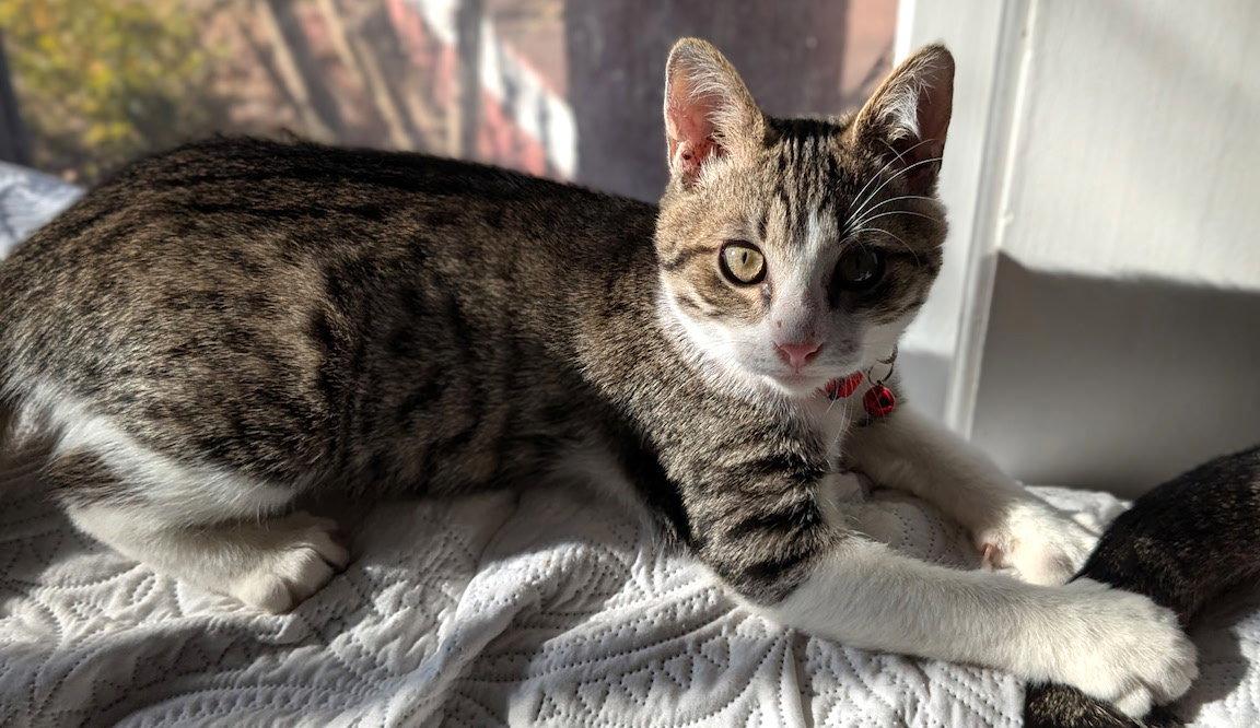Aleksy, Adopted, Young Male Domestic Short Hair.