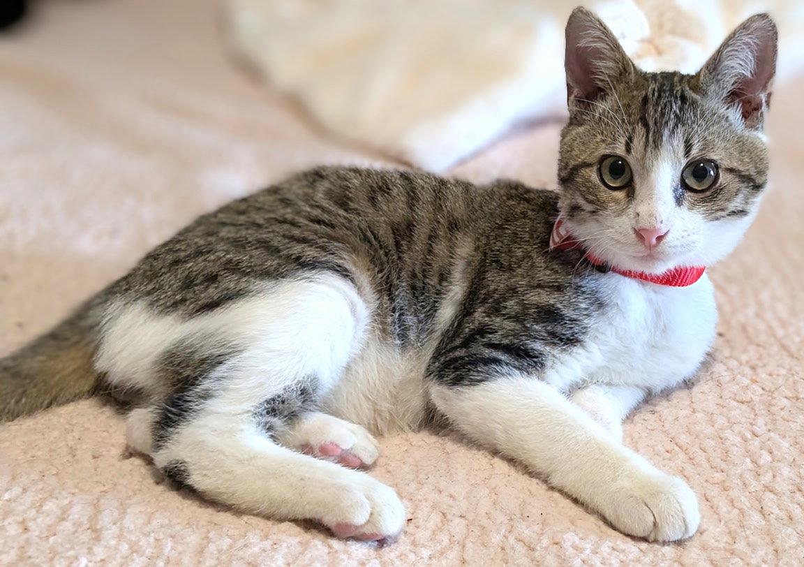 Aleksy, a Adopted Domestic Short Hair in Albemarle, NC image 2/3
