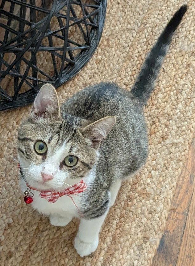 Aleksy, a Adopted Domestic Short Hair in Albemarle, NC image 3/3