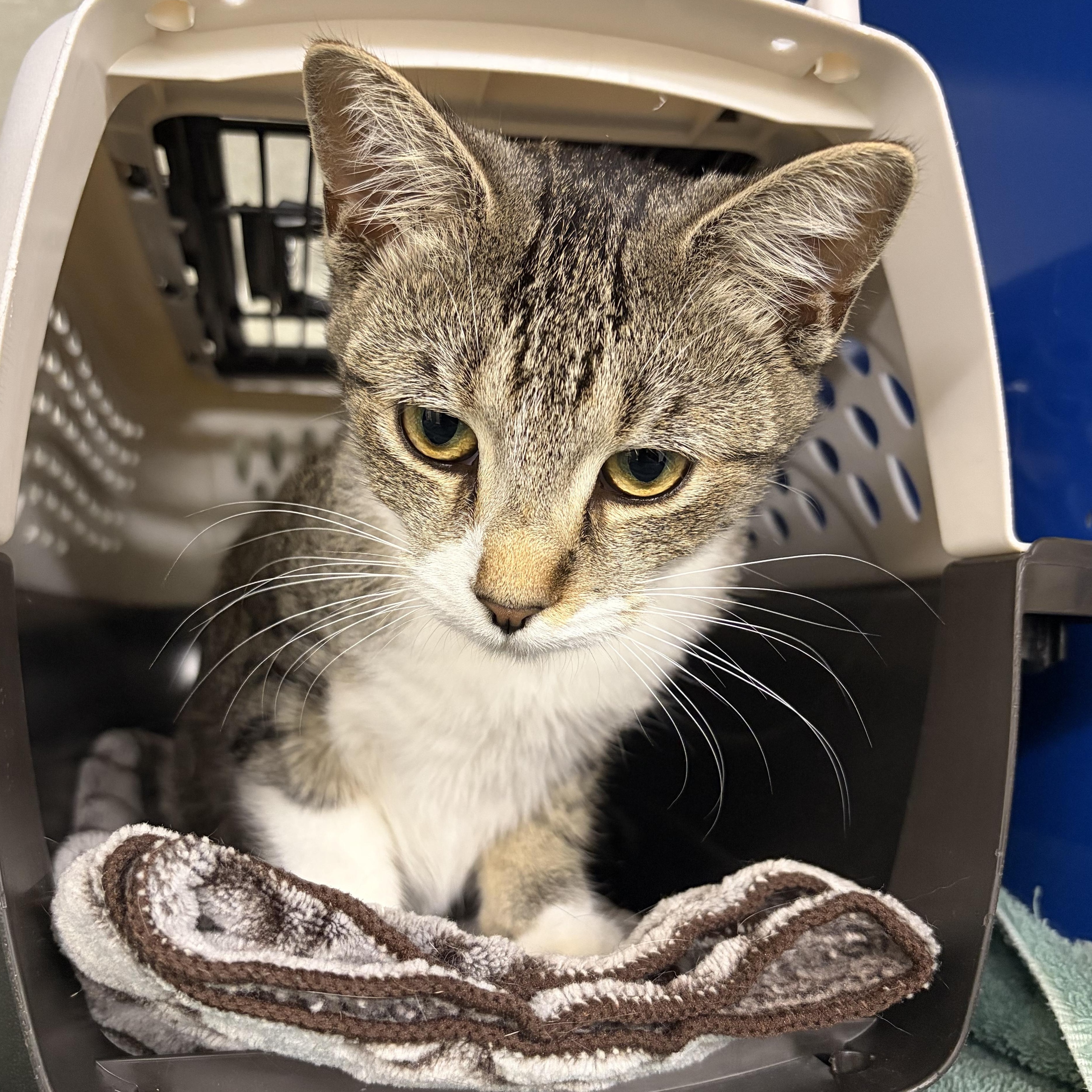 Enlarge Sugarbee, a Adoptable Domestic Short Hair in Caledon, ON image 2/3
