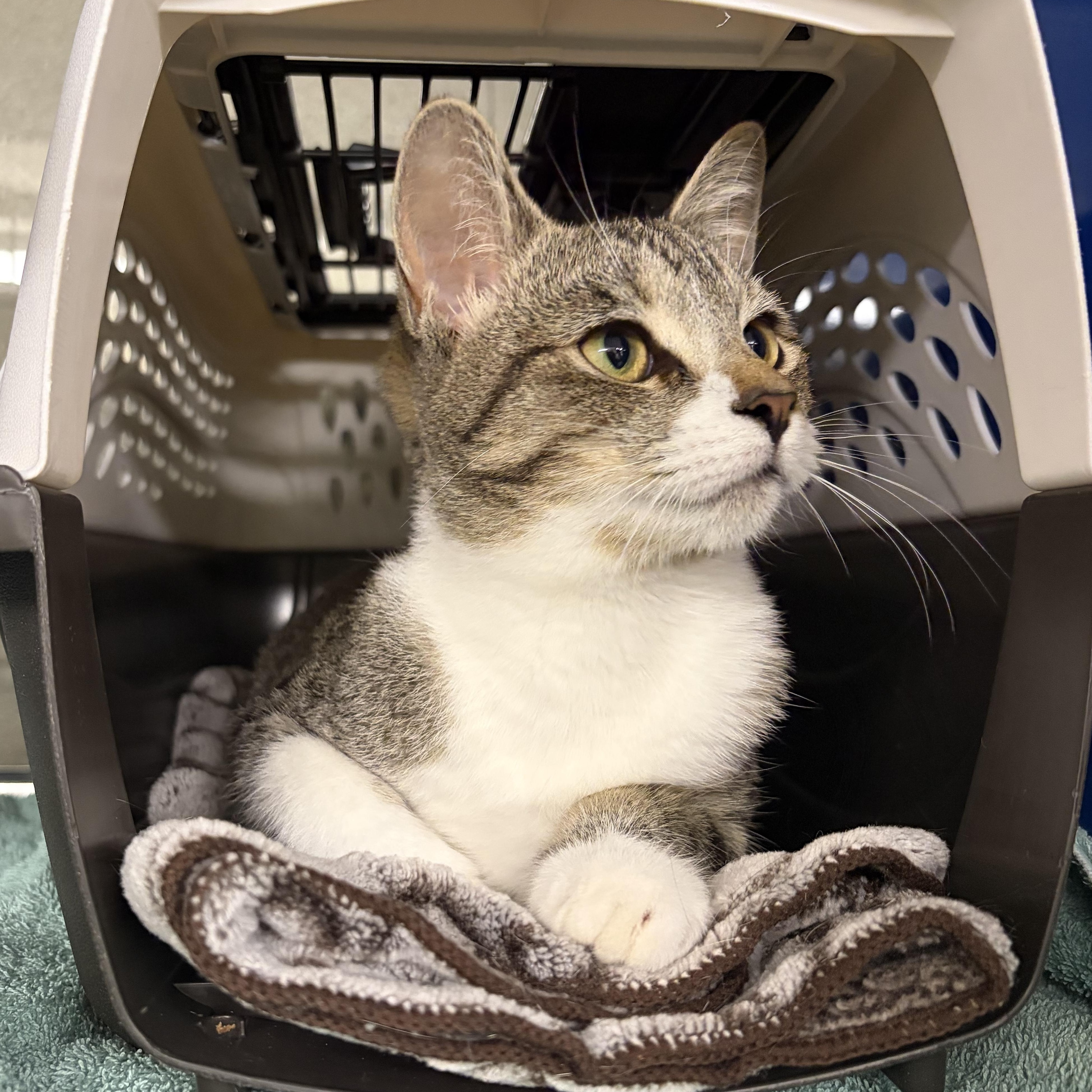 Sugarbee, Adoptable, Young Female Domestic Short Hair.