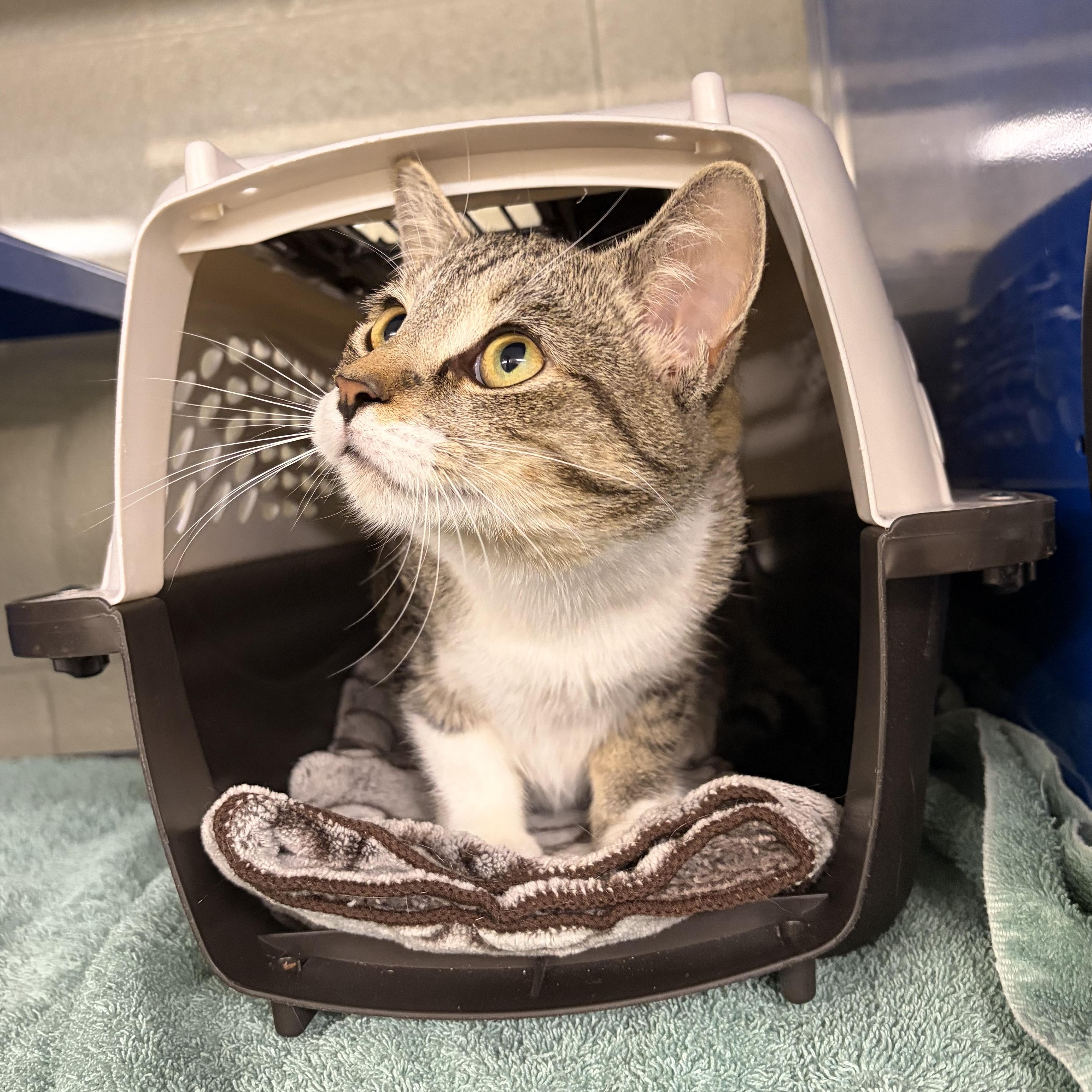 Enlarge Sugarbee, a Adoptable Domestic Short Hair in Caledon, ON image 3/3