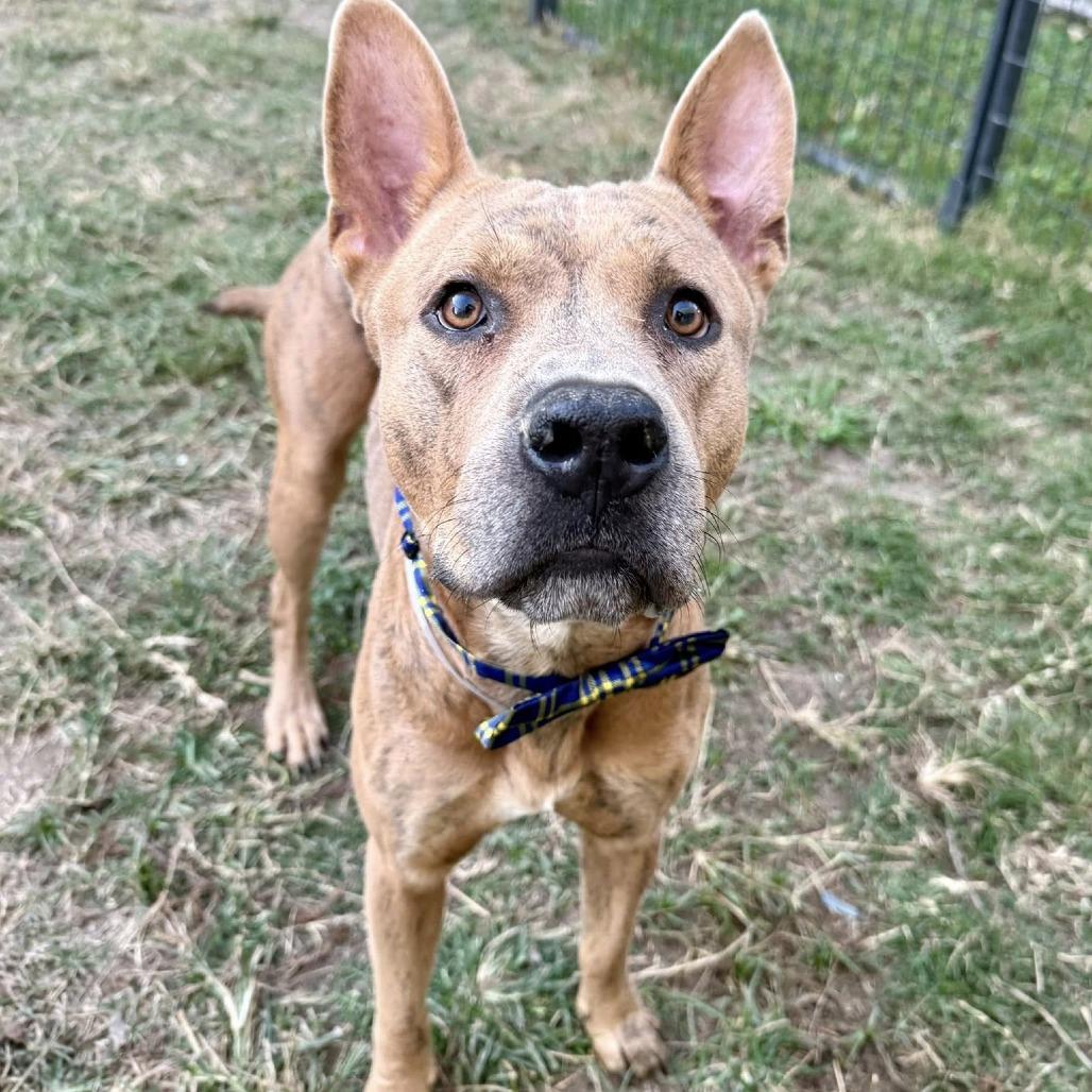Jacob (nutmeg), Adoptable, Adult Male American Staffordshire Terrier.