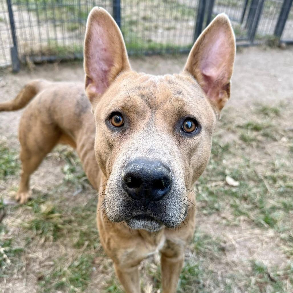 Jacob (nutmeg), a Adoptable American Staffordshire Terrier in Pittsburgh, PA image 3/6