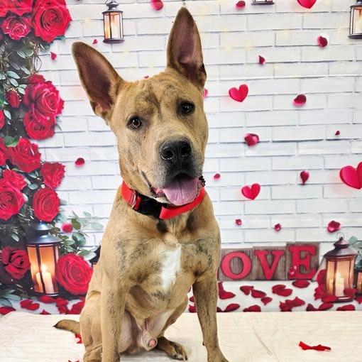 Enlarge Jacob (nutmeg), a Adoptable American Staffordshire Terrier in Pittsburgh, PA image 2/6