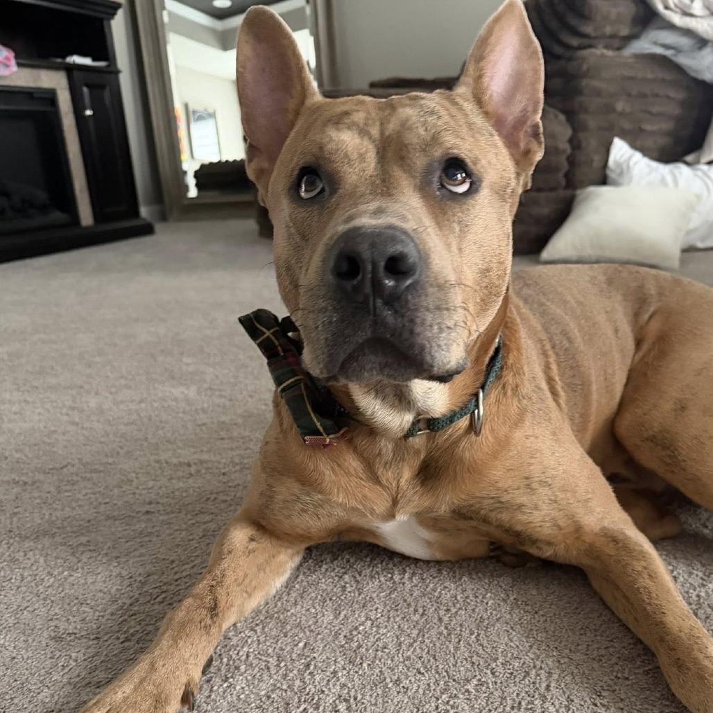 Enlarge Jacob (nutmeg), a Adoptable American Staffordshire Terrier in Pittsburgh, PA image 3/6