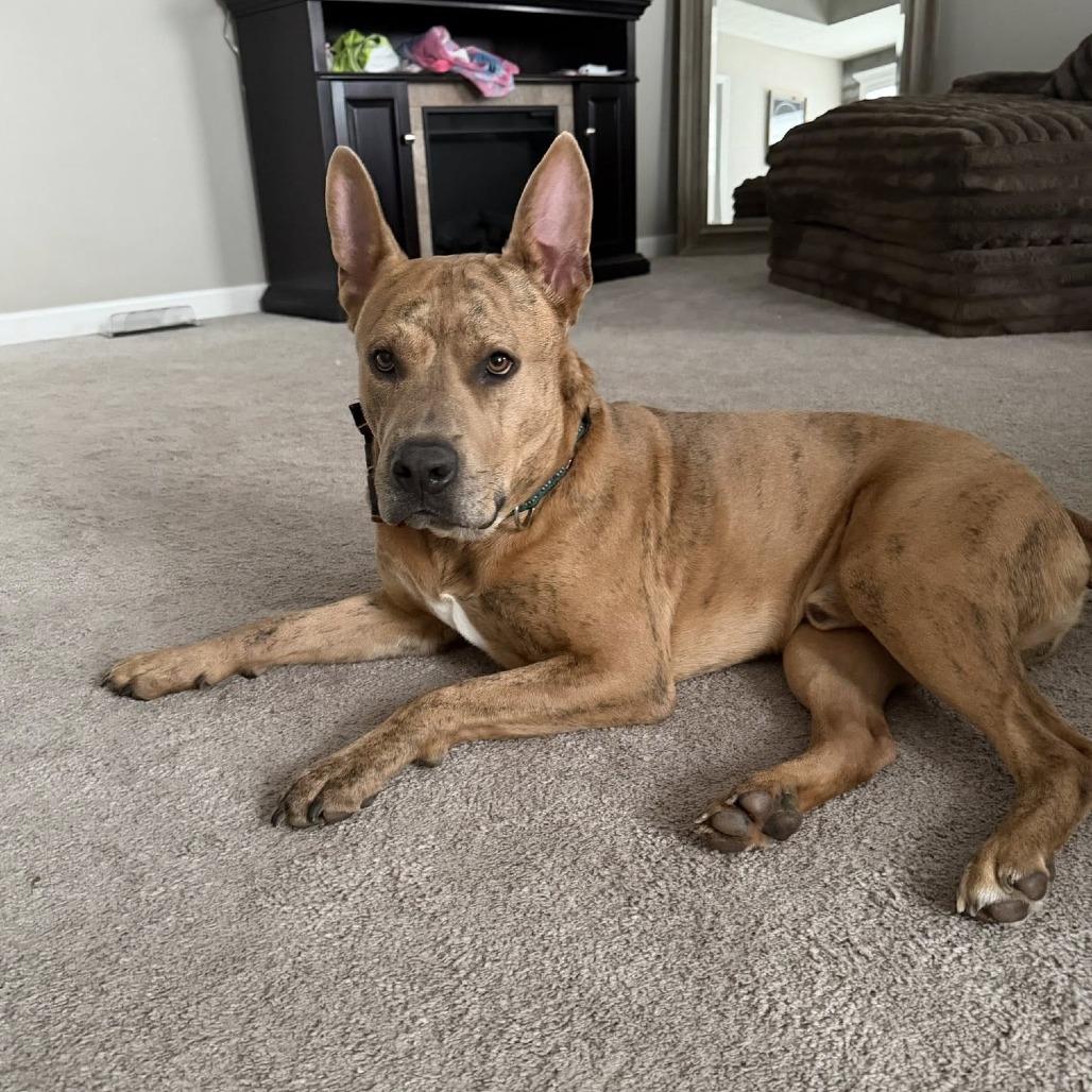 Enlarge Jacob (nutmeg), a Adoptable American Staffordshire Terrier in Pittsburgh, PA image 4/6